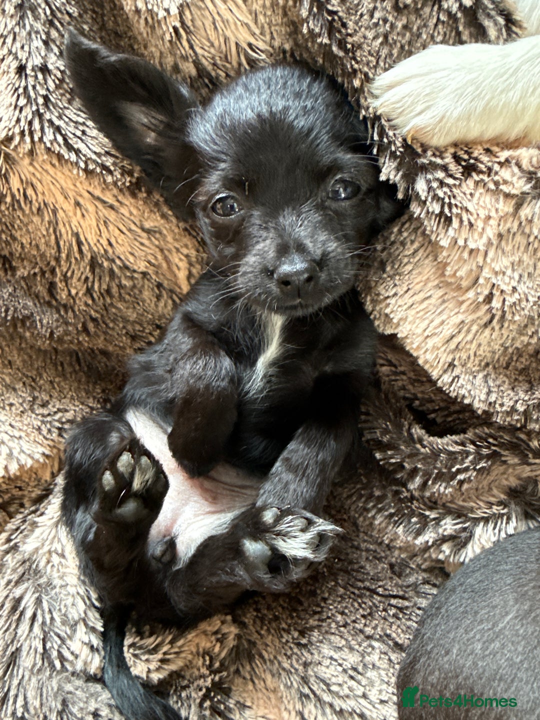 Chihuahua dogs for sale: Chihuahua X Puppies - Image 26