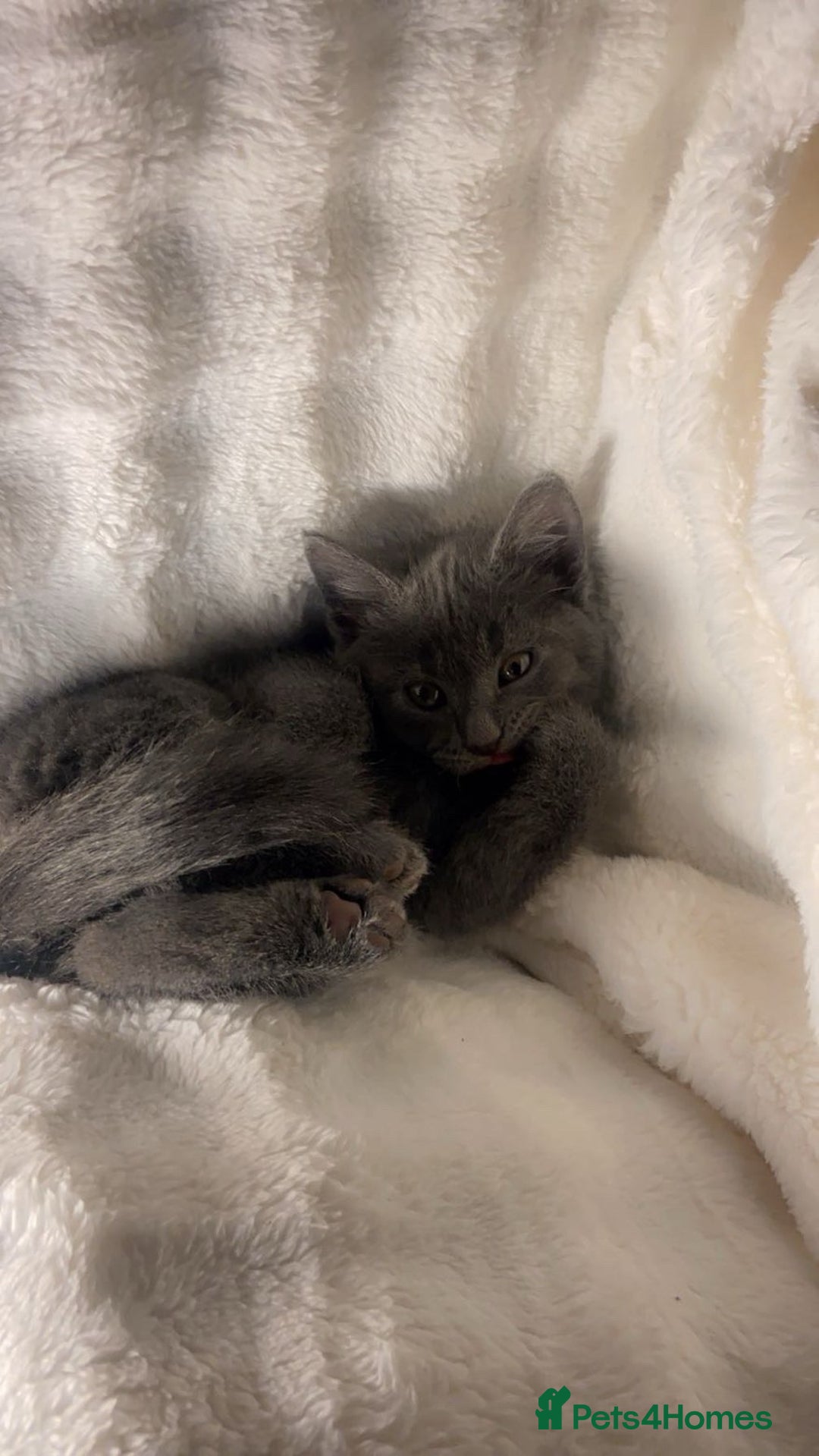 British Shorthair cats for sale: British shorthair x sypnx kitten for sale. - Advert 8