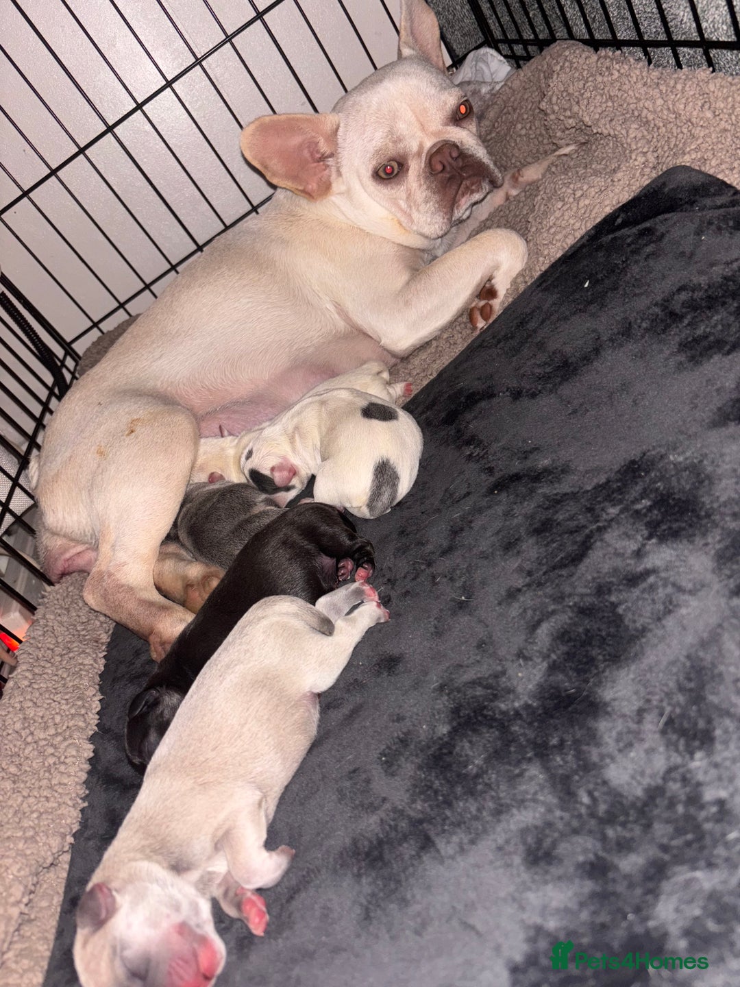 Mixed Breed dogs for sale: French bulldog mixed chihuahua  - Advert 5