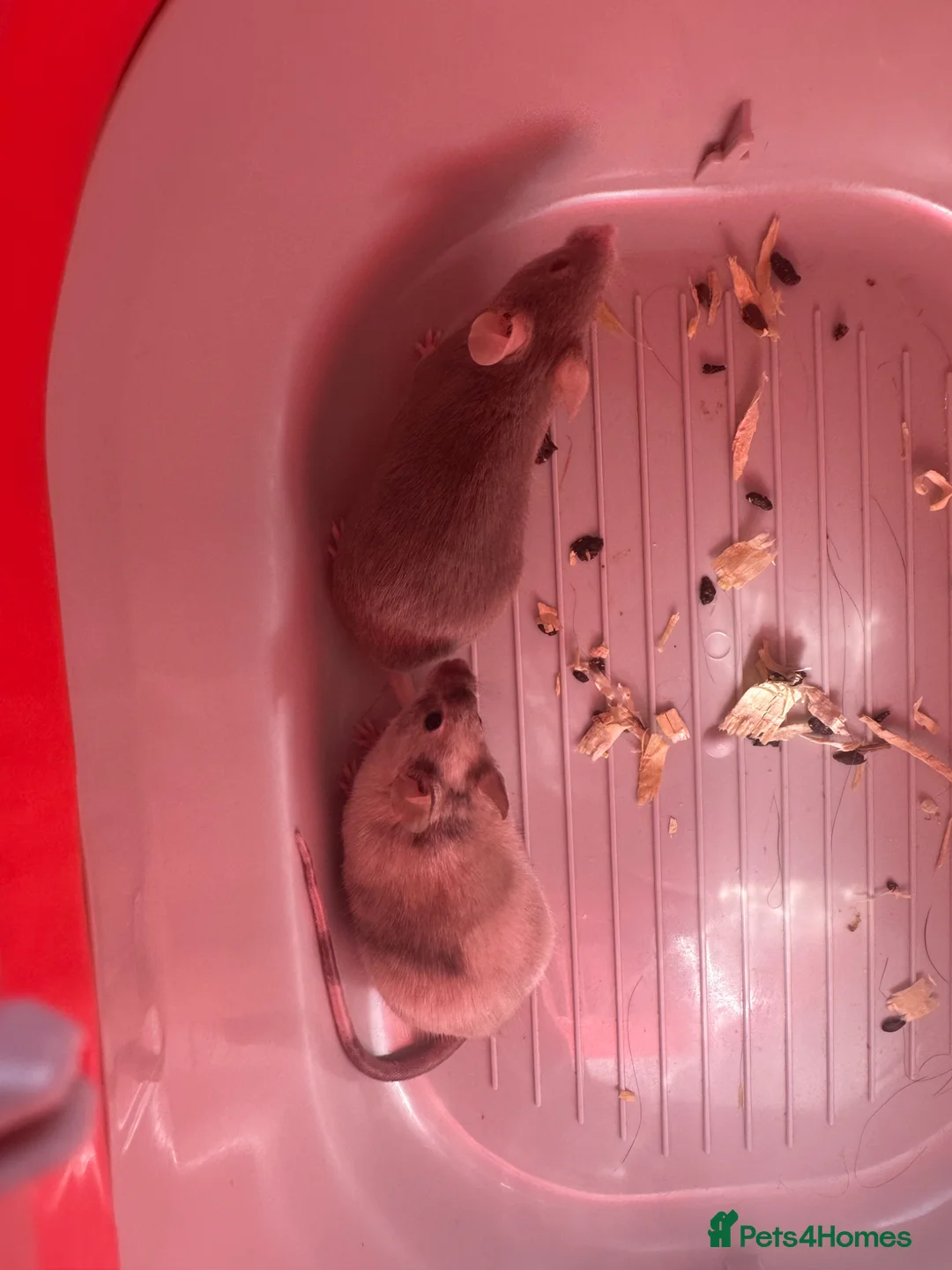 Mouse rodents for sale: 2 female fancy mice  - Advert 5