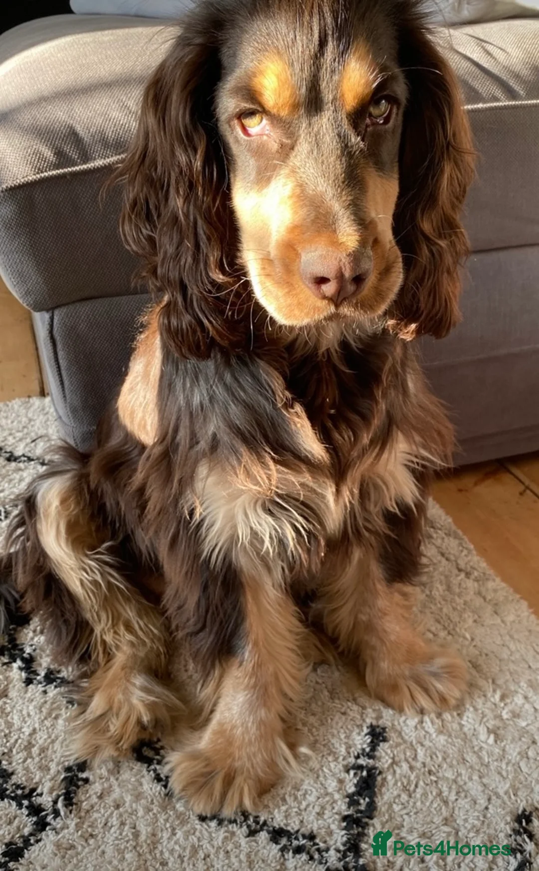 Cocker Spaniel dogs for stud: PROVEN Cocker Spaniel-Chocolate Sable DNA TESTED in Henlow - Advert 7