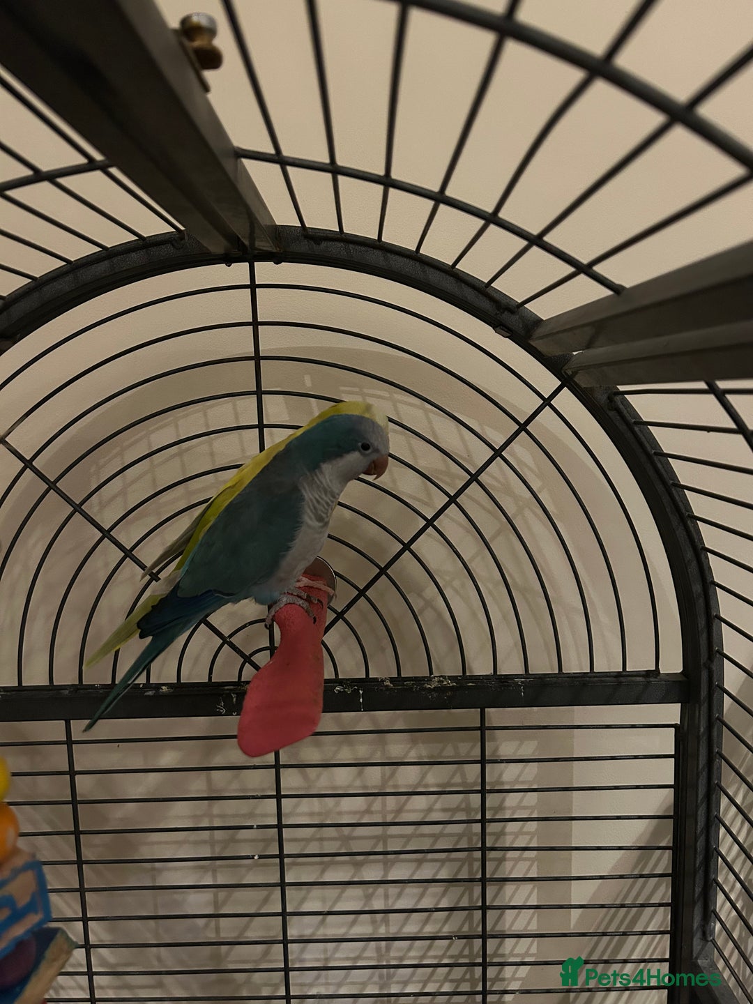 Budgerigars birds for sale: Blue and Yellow Quakers for sale!!  - Advert 5