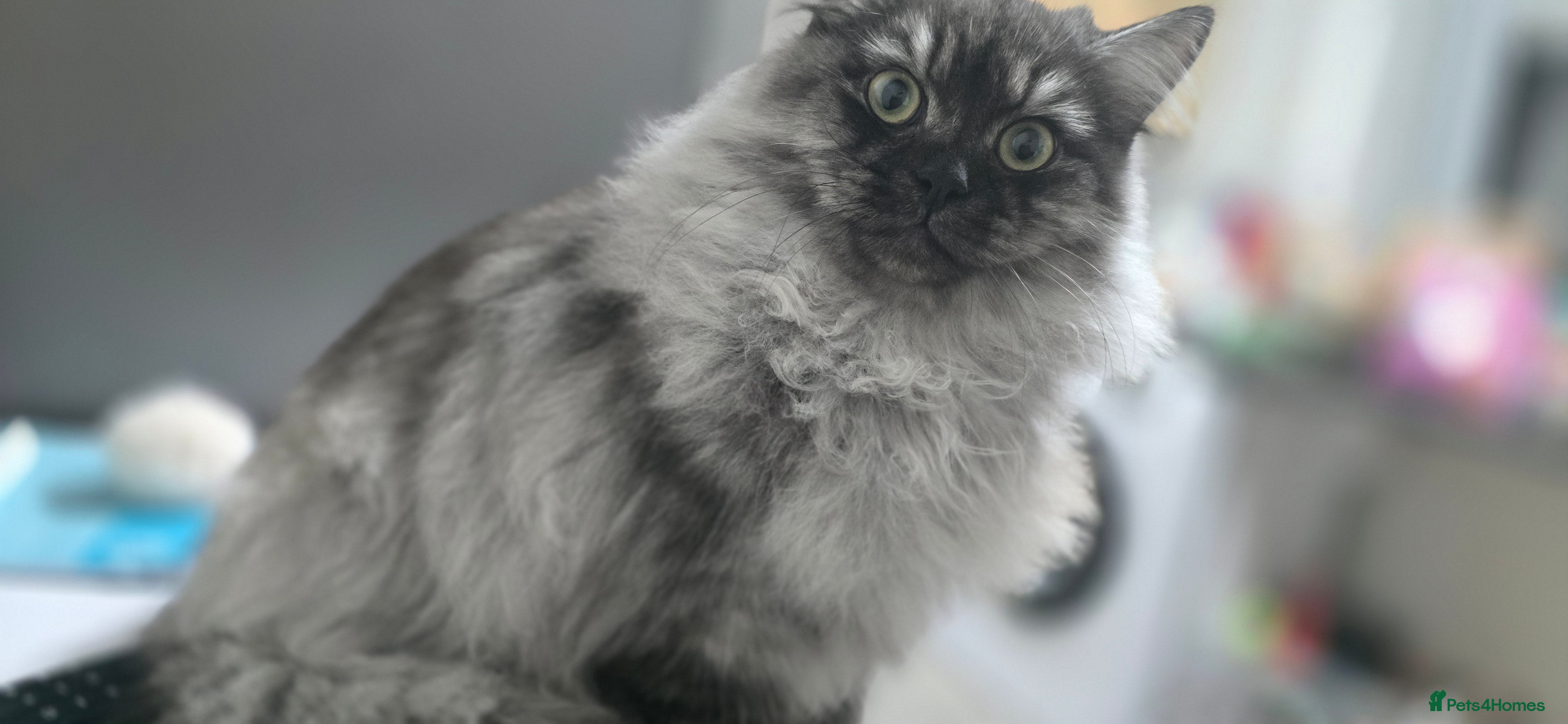 Persian cats Doll face persian stud only proven stud  - Advert 1