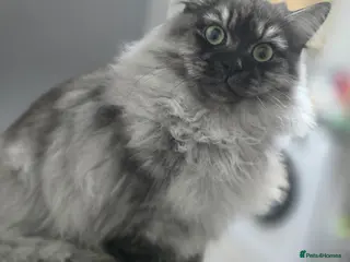 Persian cats Doll face persian stud only proven stud - Advert 1