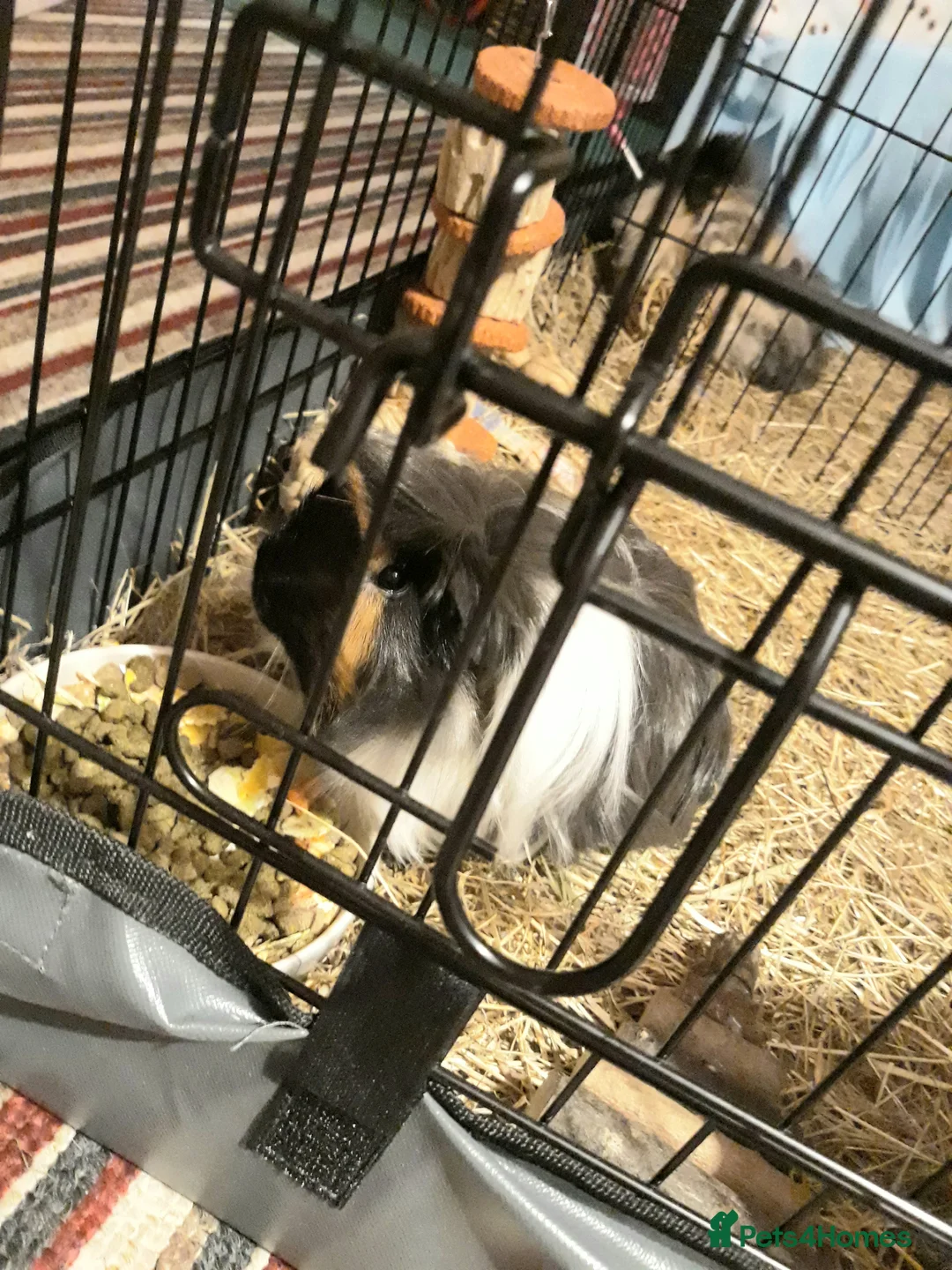 Guinea Pig rodents for sale: Miss laura rose allwood  - Advert 2