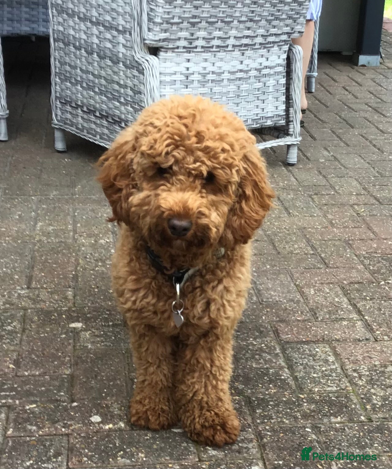 Cavapoo dogs for sale: Stunning Red Cavapoo Puppies - Advert 1