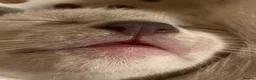 Siamese cats for sale: Siamese kittens - Advert 17