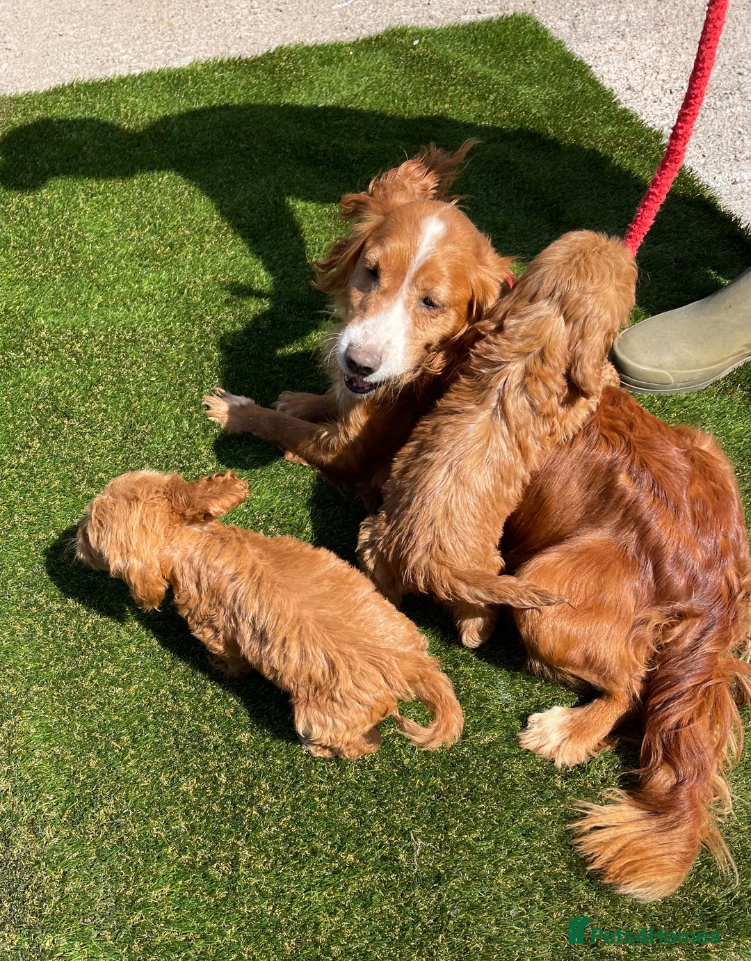 Cockapoo dogs for sale: Adorable cockapoo pups - Image 20