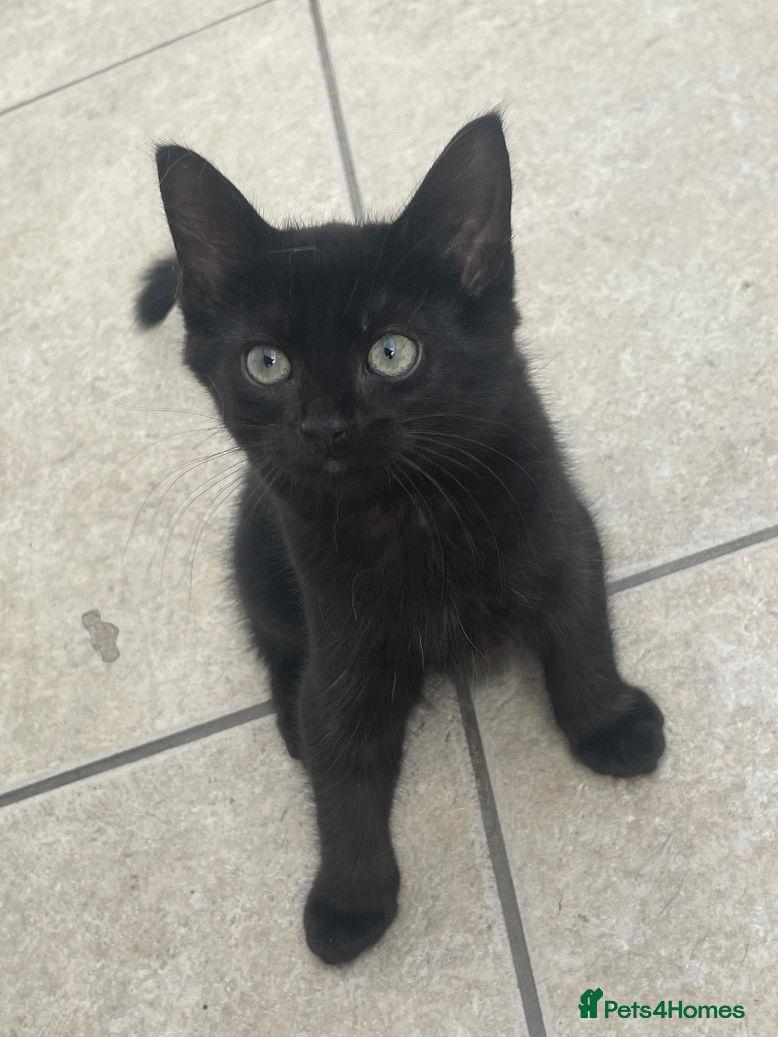 Mixed Breed cats Adorable kittens  - Advert 2
