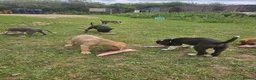 Mixed Breed dogs for sale: Stunning Kelpie lurchers  - Advert 31