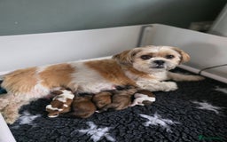 Lhasa Apso dogs for sale: Beautiful Lhasa Apso Puppies - Image 1