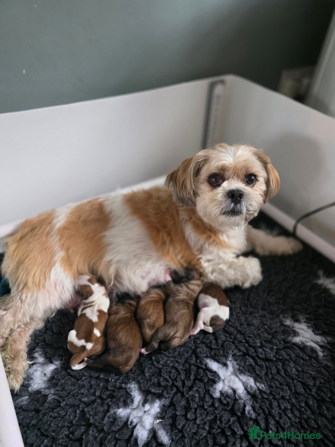 Lhasa Apso dogs for sale: Beautiful Lhasa Apso Puppies - Image 1