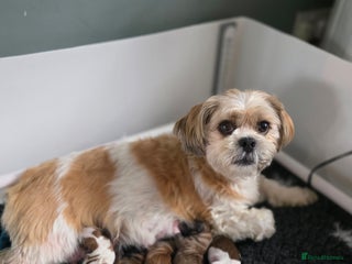 Lhasa Apso dogs - Advert 16