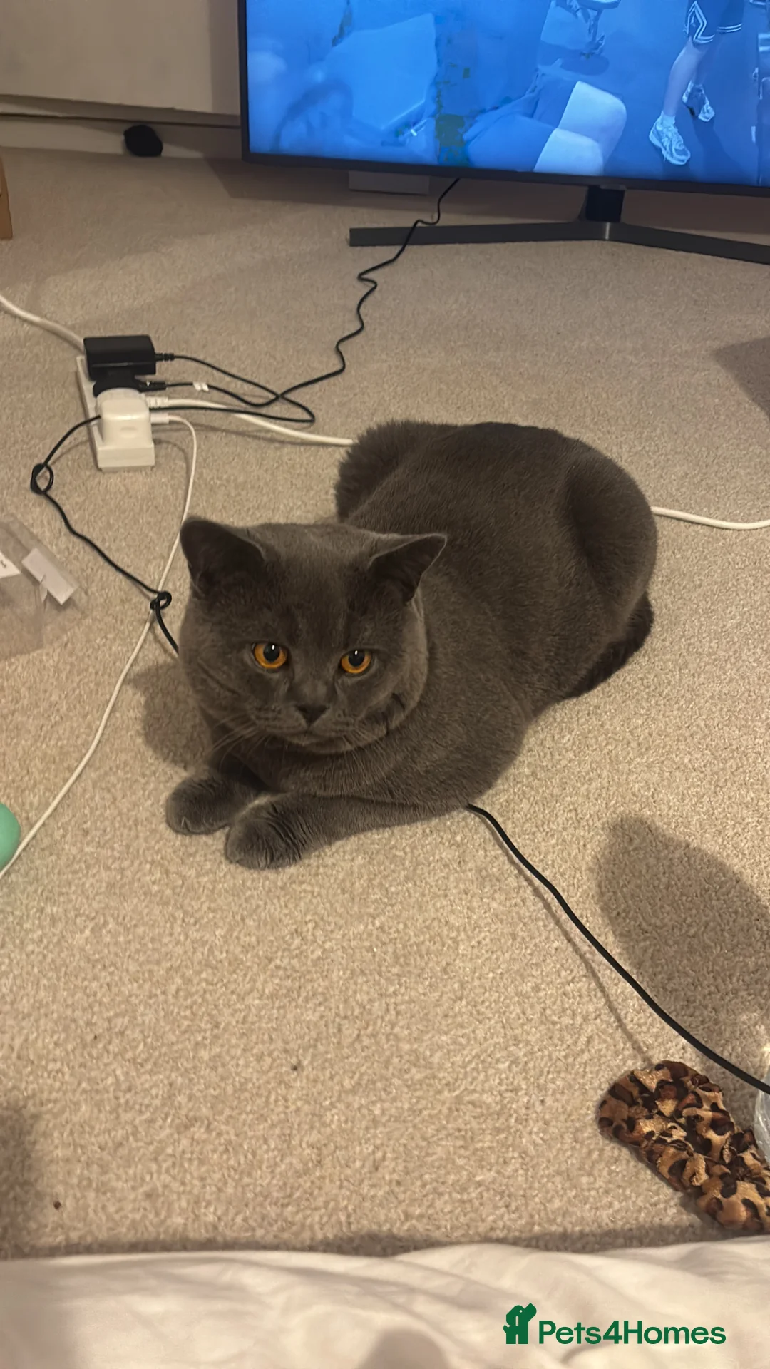 British Shorthair cats for sale: Male British ShortHair 1 year old  in Coventry - Advert 1
