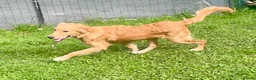 Golden Retriever dogs for sale: A BEAUTIFUL GOLDENDOODLE BOY - Advert 7