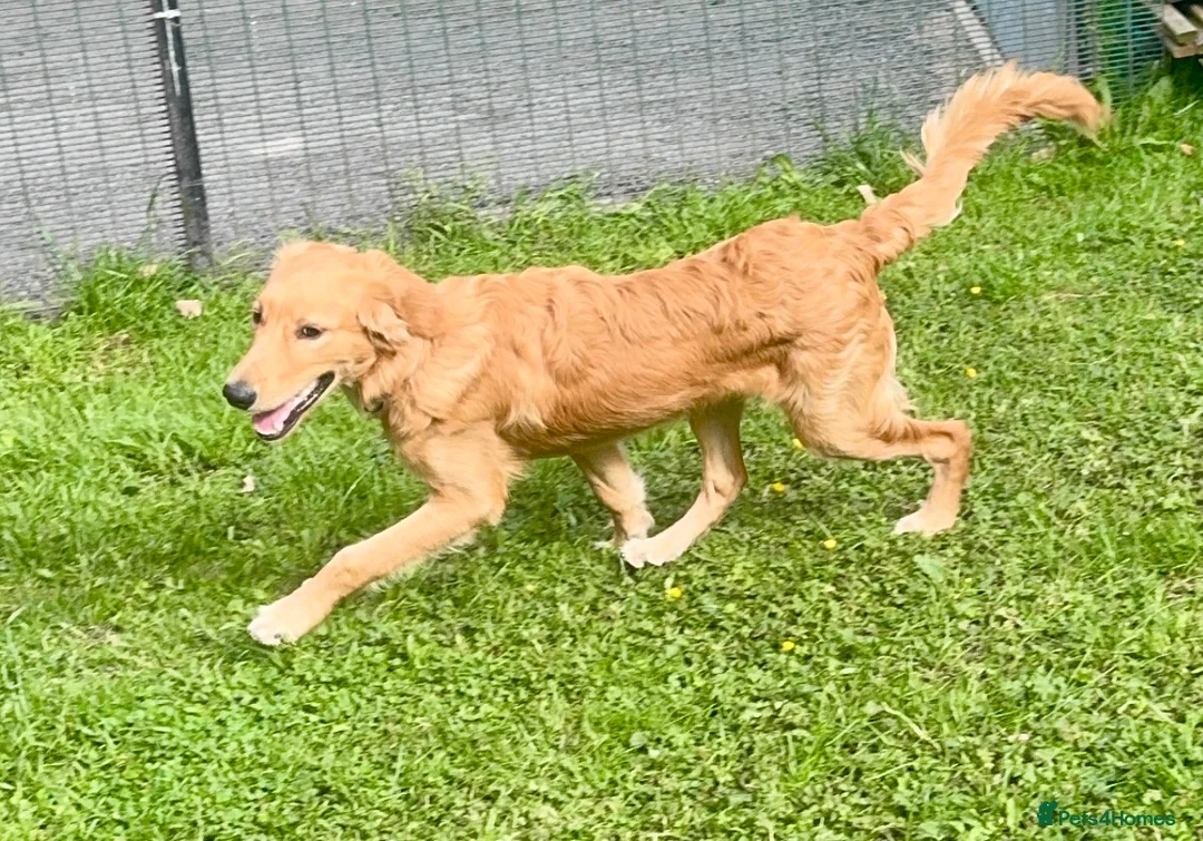 Golden Retriever dogs for sale: A BEAUTIFUL GOLDENDOODLE BOY - Advert 7