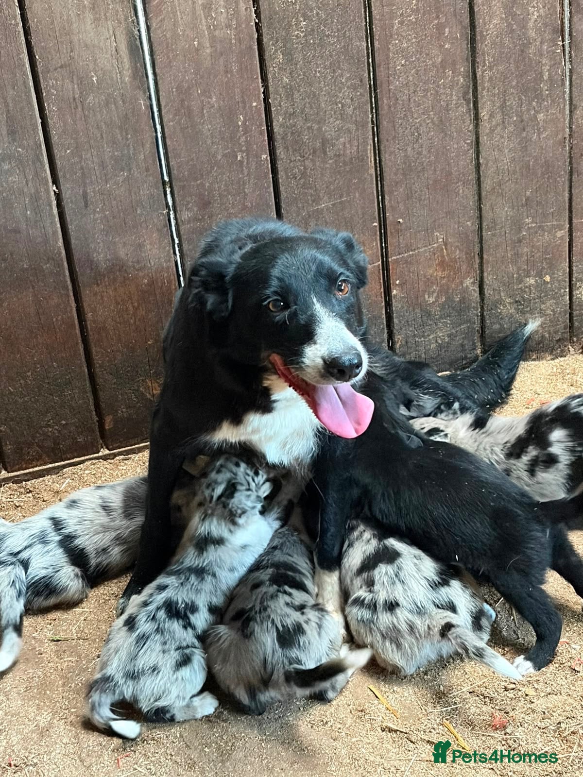 Border Collie dogs Beautiful Collies puppies   - Advert 2