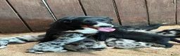 Border Collie dogs for sale: Beautiful Collies puppies   - Advert 1