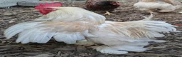 Chickens poultry for sale: Bantam cockerel looking for a new home  - Advert 3