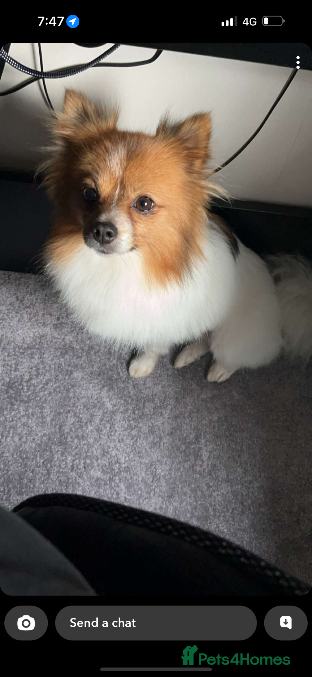 Pomeranian dogs for sale: Pomeranian  - Advert 6