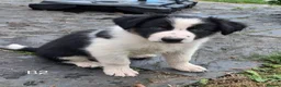 Border Collie dogs for sale: Adorable Puppies - Advert 14