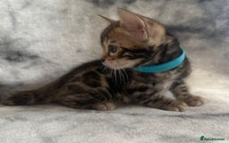 Bengal cats for sale: 🏡Gorgeous Bengal Kittens–Ready for Reservation 🐾 - Image 23