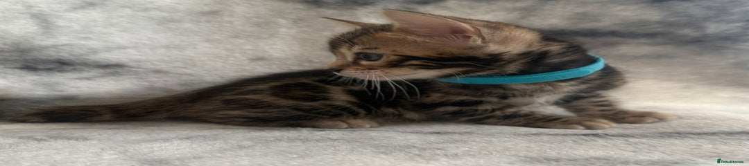 Bengal Kitten 6
