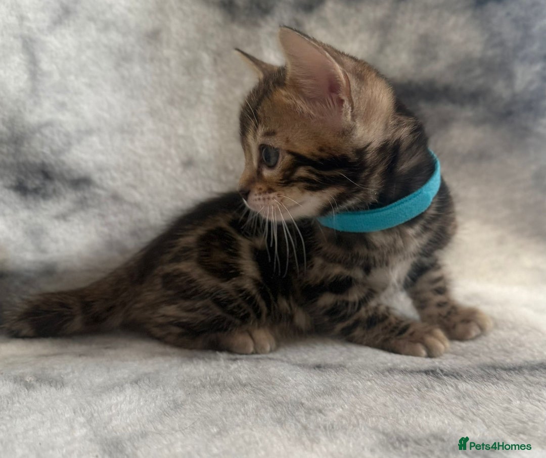 Bengal cats for sale: 🏡Gorgeous Bengal Kittens–Ready for Reservation 🐾 - Image 23