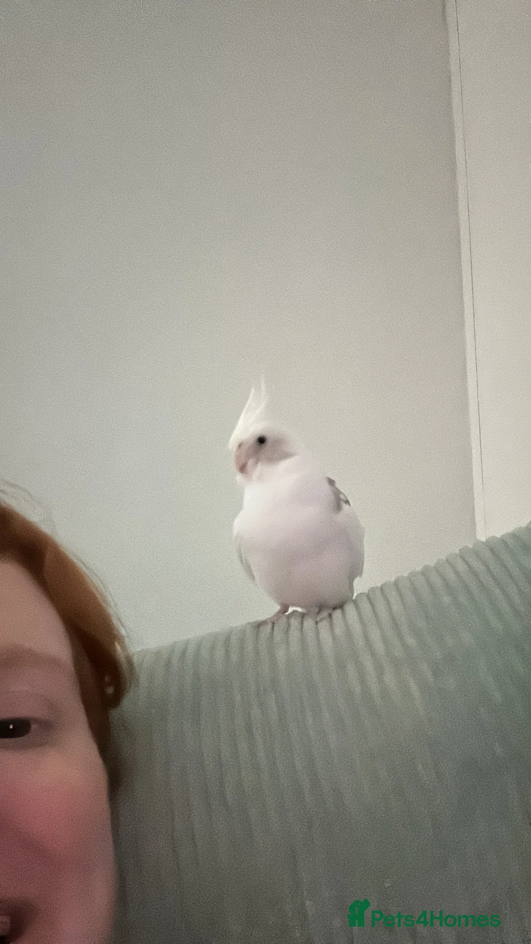 Cockatiels birds for sale: Two Loving Female Cockatiels for Rehoming - Advert 29