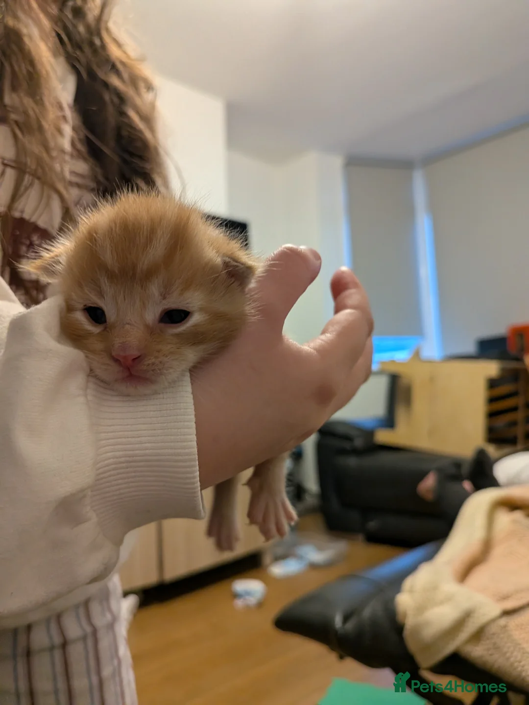 Maine Coon cats for sale: Maincoon mom 3 1/4 Maincoon dad  - Advert 9