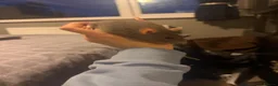 Rat rodents for sale: 3 female Rats - Advert 7