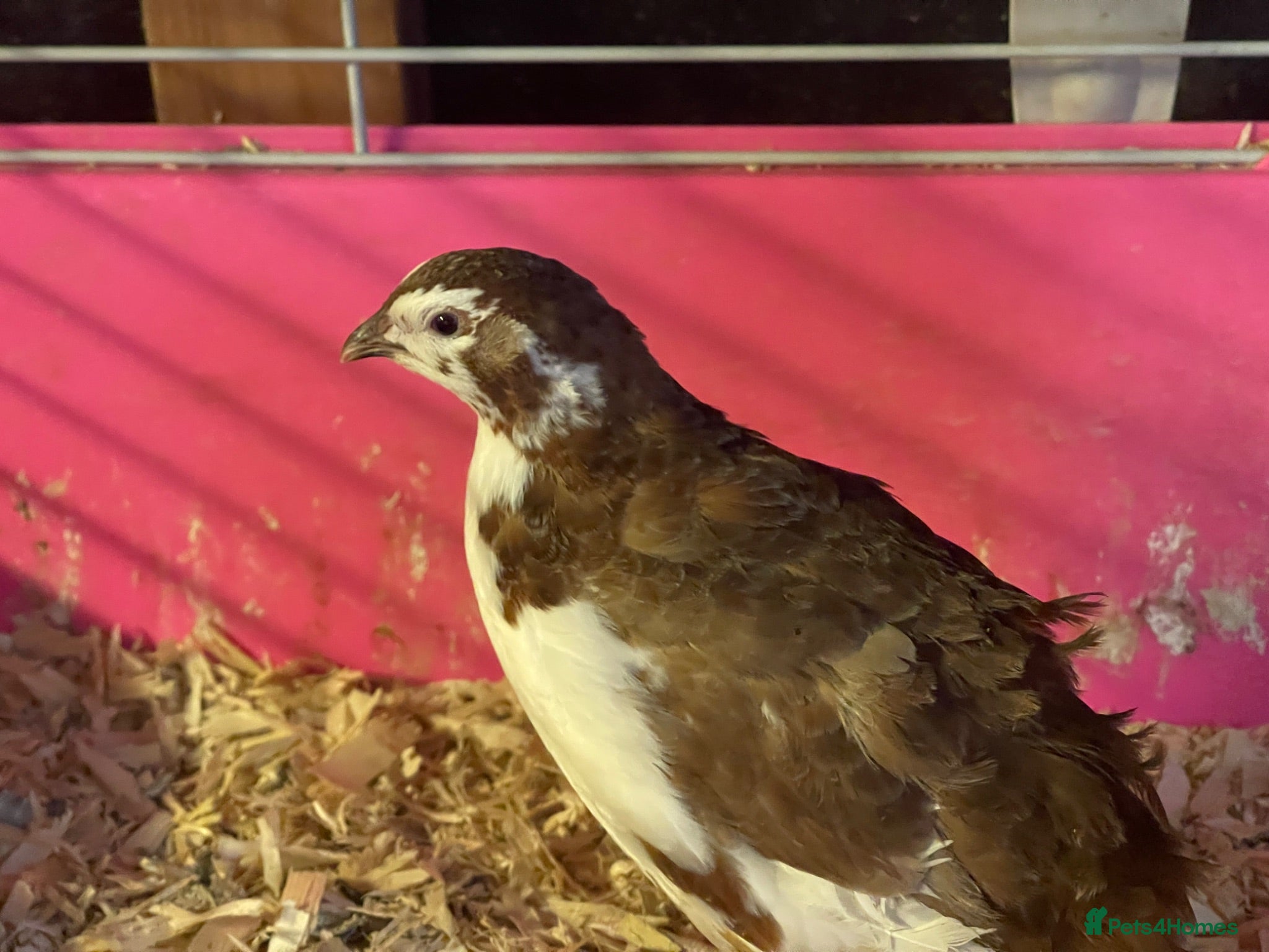 Quail poultry Celadon Quails Pair - Advert 11