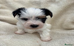 Biewer Terrier dogs for sale: Beautiful biewer terrier puppies 🩷 - Image 8
