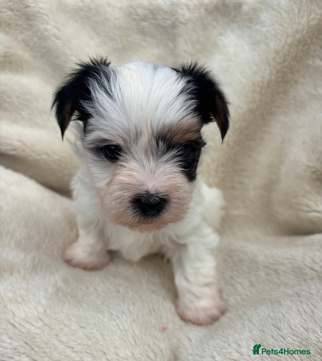 Biewer Terrier dogs for sale: Beautiful biewer terrier puppies 🩷 - Image 8