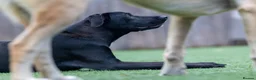 Mixed Breed dogs for adoption: Lovely Lilly - Advert 16