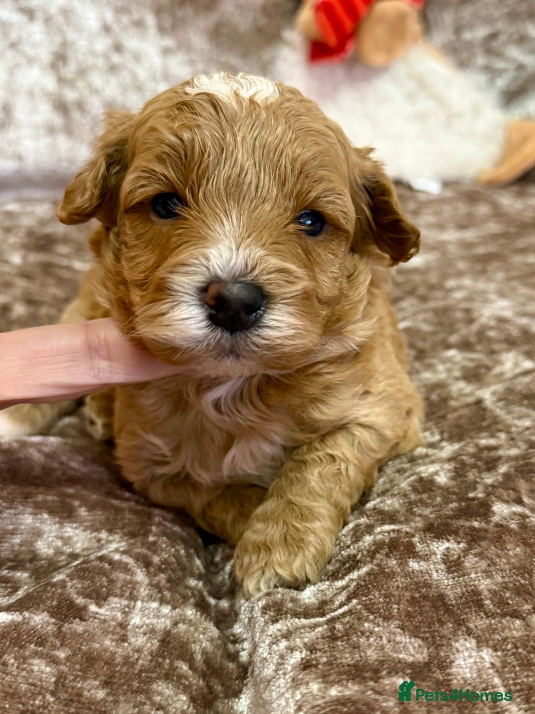 Maltipoo dogs for sale: BEAUTIFUL TEDDY BEAR F1B MALTIPOO BABIES! - Advert 5