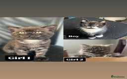 Mixed Breed cats for sale: 3 kittens left  - Image 1