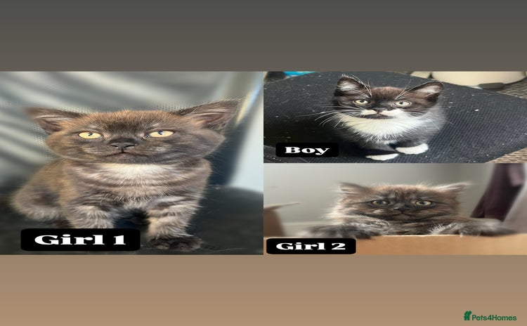 Mixed Breed cats - Advert 1