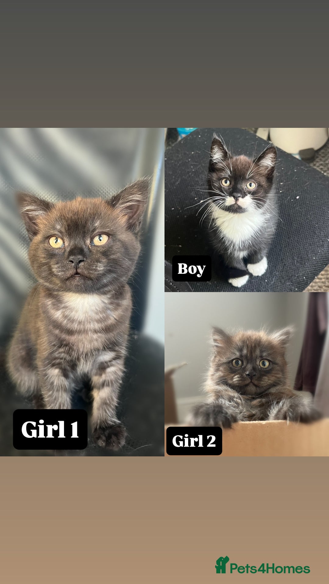 Mixed Breed cats for sale: 3 kittens left  - Image 1