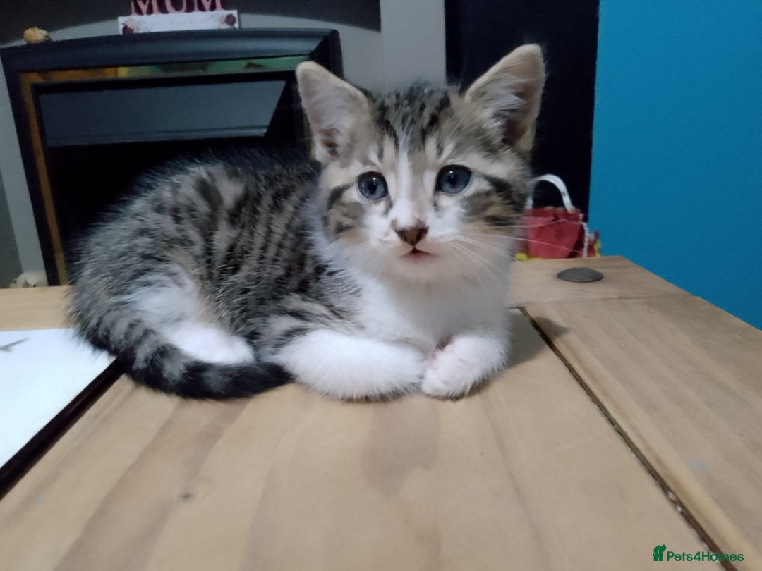 Mixed Breed cats for sale: Beautiful hand reared kittens  - Image 3