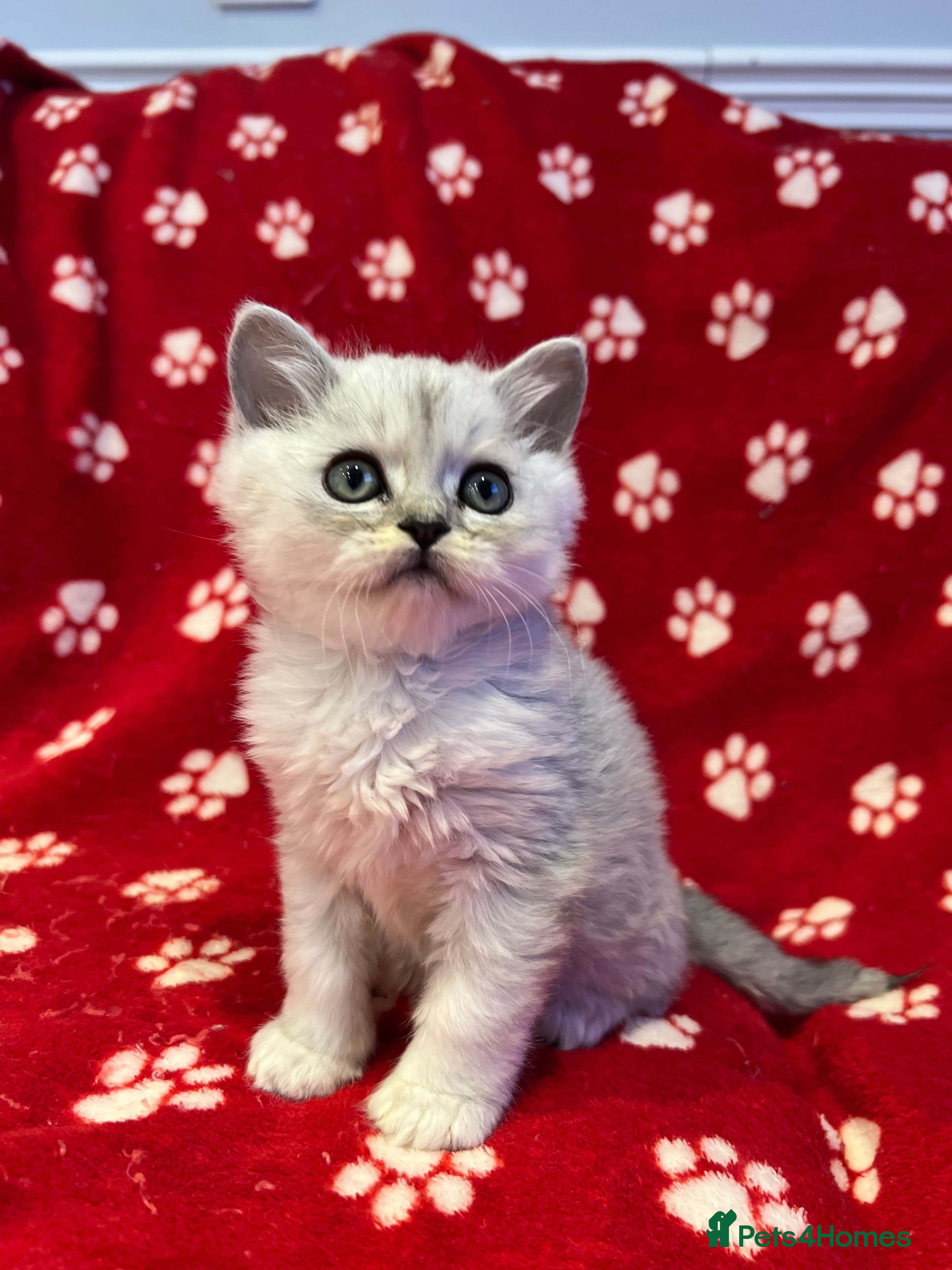 Persian cats 5 gorgeous PKD Negative Chinchilla Persian kittens - Advert 17