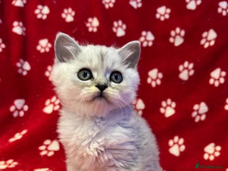 Persian cats 5 gorgeous PKD Negative Chinchilla Persian kittens - Advert 17