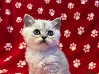 Persian cats 5 gorgeous PKD Negative Chinchilla Persian kittens - Advert 8