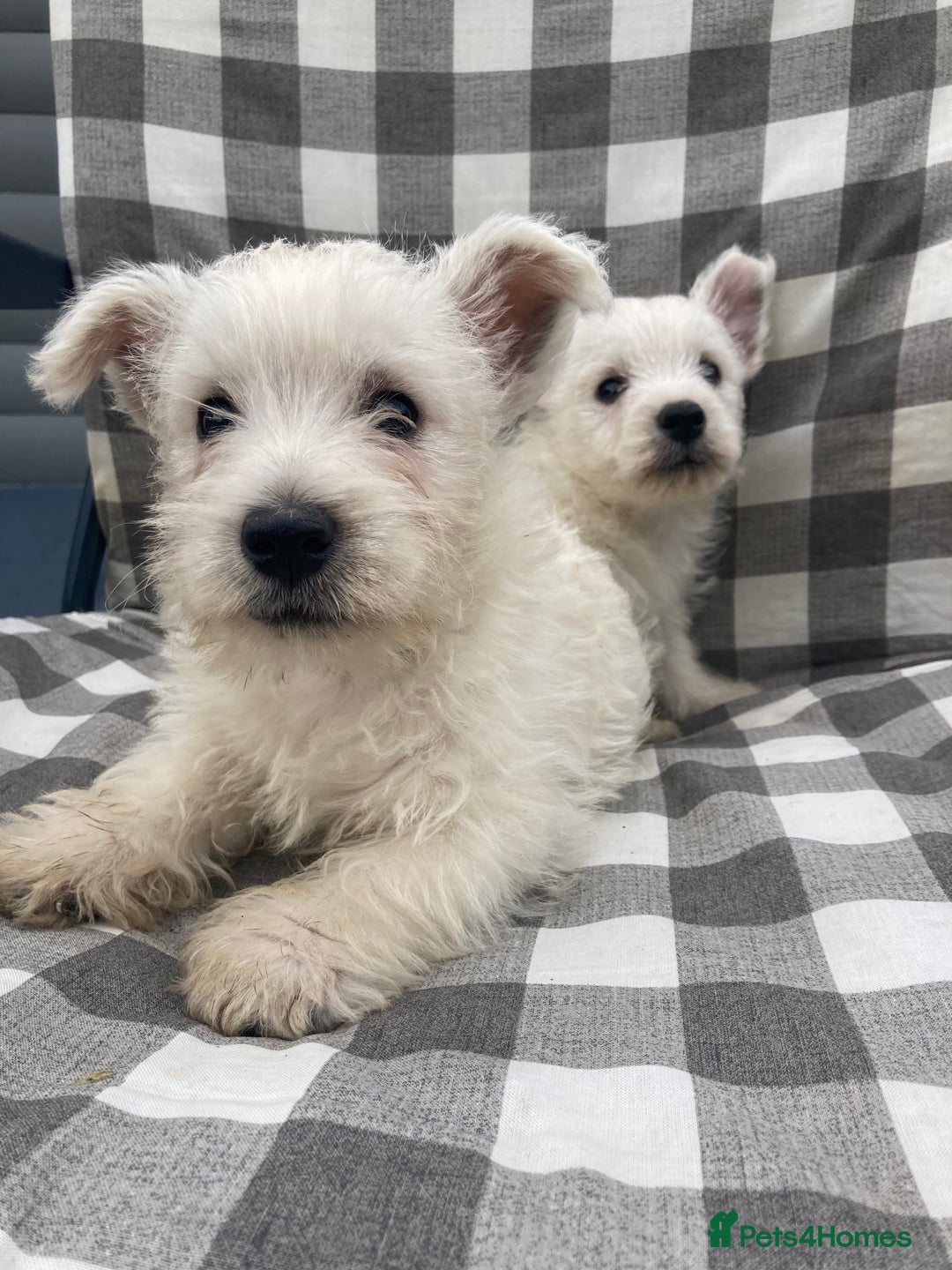 West Highland Terrier dogs for sale: West highland terrier  - Image 6