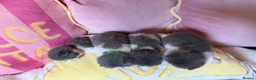 British Shorthair cats for sale: Champion line British Shorthair kittens 🏆🥇😻🐾 - Advert 5