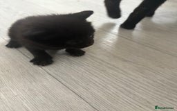 Mixed Breed cats for sale: 5 kittens for sale - Image 5