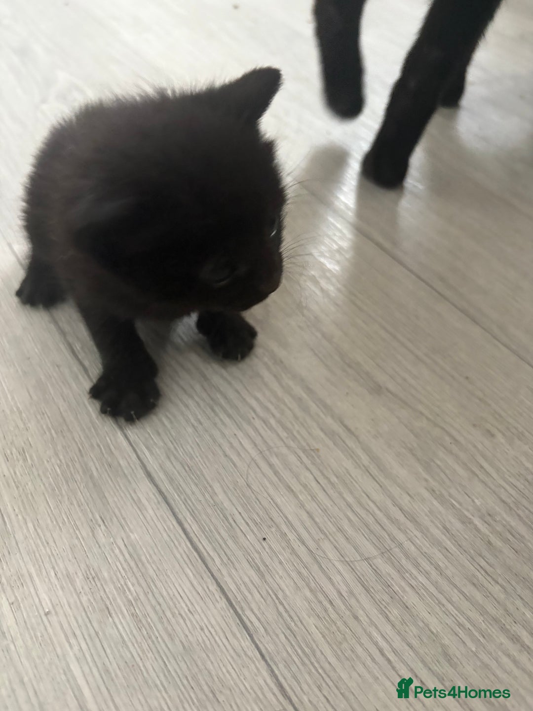 Mixed Breed cats for sale: 5 kittens for sale - Image 5