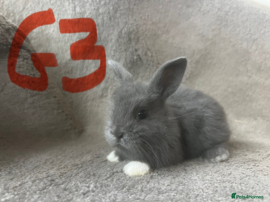 Mixed Breed rabbits for sale: Mini Dutch lops  - Image 3