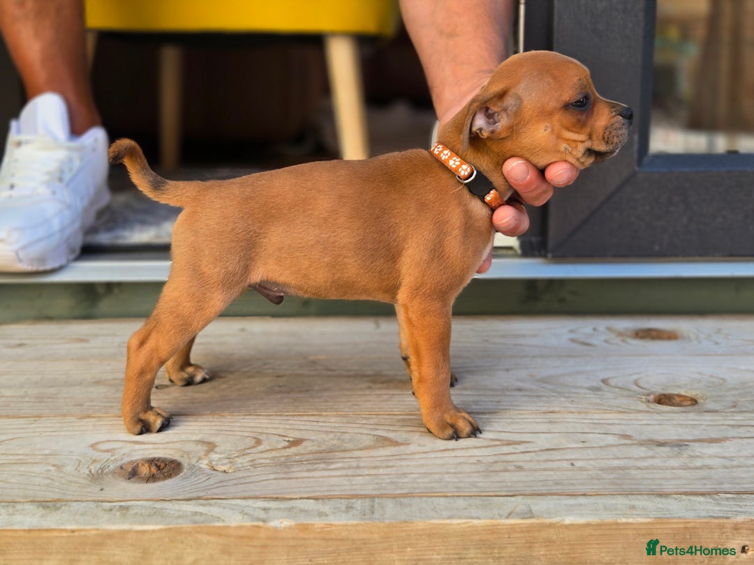 Staffordshire Bull Terrier dogs for sale: !READY NOW! KC Reg Quality Red Staffy Puppies  - Image 10