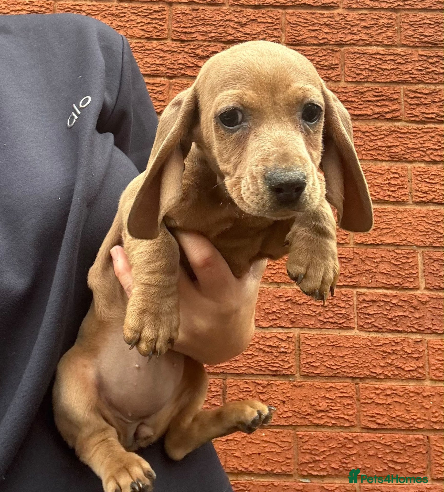 Dachshund dogs for sale: One girl available  - Advert 19